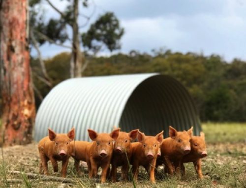 Media release: AFSA Responds to 7:30 Report on CO2 Stunning of Pigs: Calls for small-scale local abattoirs