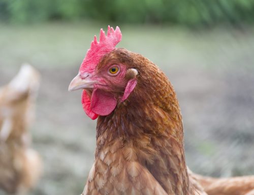 Information on new Australian Animal Welfare Standards and Guidelines for Poultry