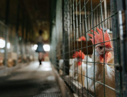 AFSA calls for Senate Inquiry into intensive livestock following the release of new Animal Welfare Standards and Guidelines for Poultry